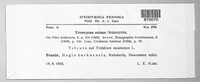Uromyces minor image